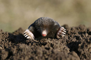 Mole Catchers Wootton Bassett