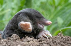 Mole Catchers Pershore