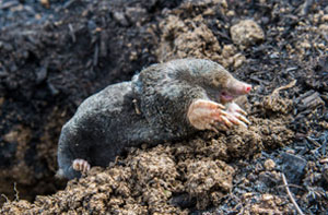 Mole Catchers Ratby