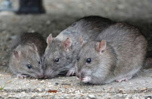 Rat Prevention Sunningdale