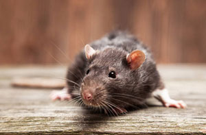 Rat Prevention Bromyard